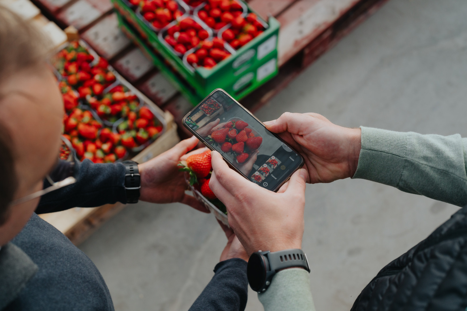 Digitale kwaliteitscontrole van aardbeien met smartphone Twee personen voeren een visuele inspectie van aardbeien uit, waarbij één van hen met een smartphone een foto maakt voor digitale kwaliteitsanalyse.