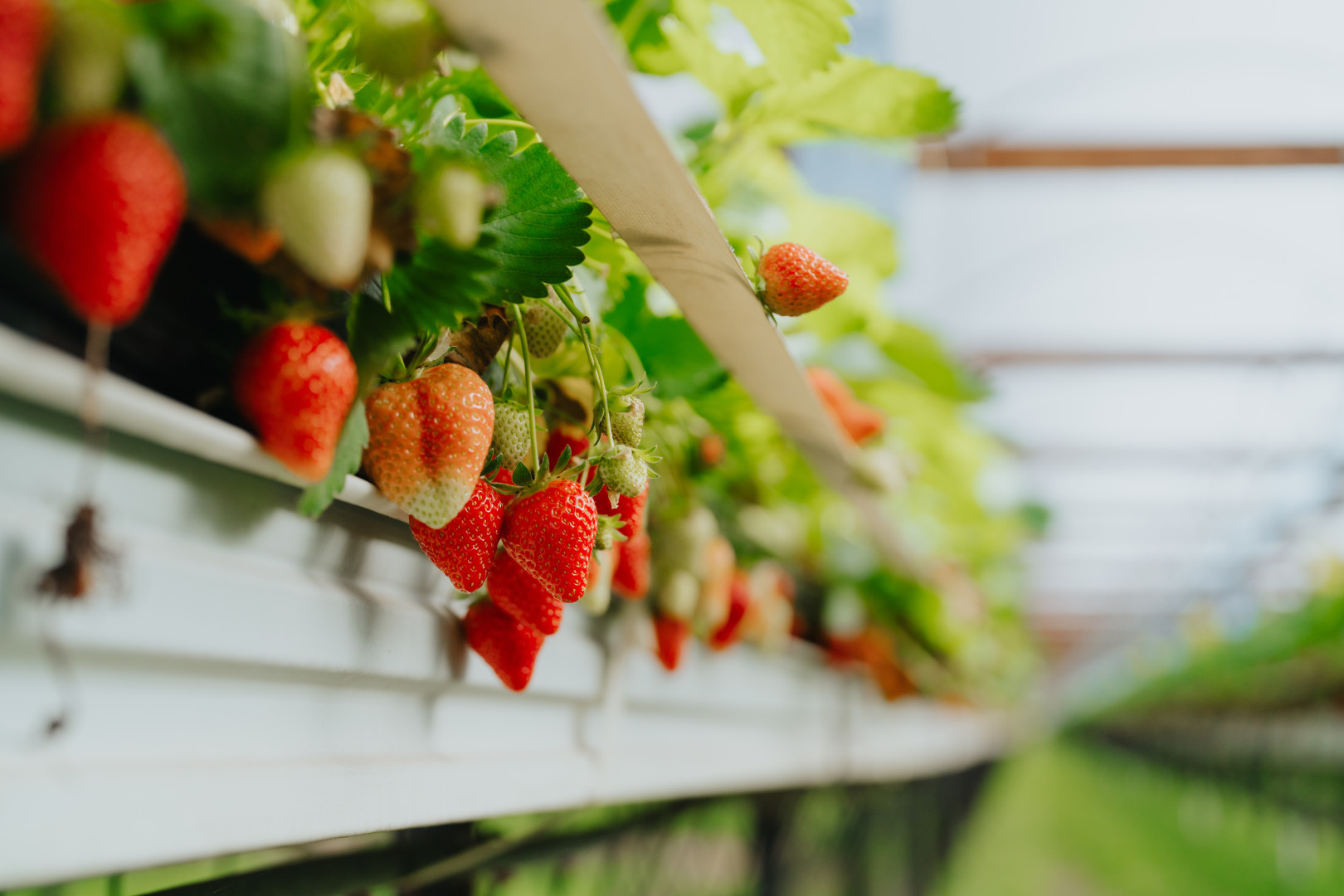 Rijpende aardbeien in een moderne teeltinstallatie Close-up van aardbeien in verschillende rijpingsstadia, hangend aan planten in een overdekte teeltconstructie met verhoogde goten.