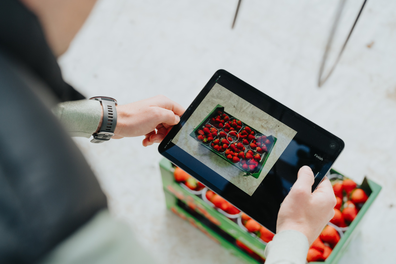 Voorraadbeheer fruitsector
